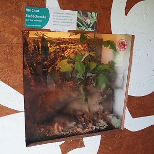 Nui Chua stick insect (Nuichua rabaeyae) terrarium, 2025-05-22