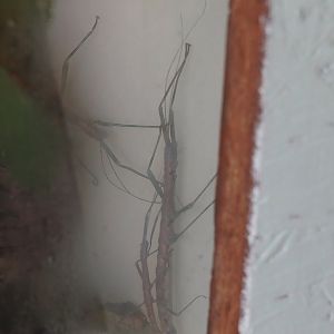 Nui Chua stick insects (Nuichua rabaeyae), 2025-05-22