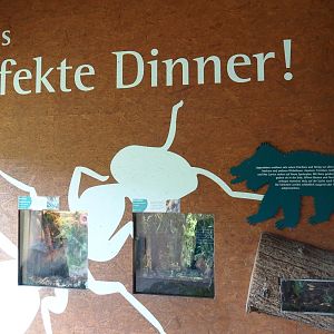 Sloth bear signage and insect terrariums, 2025-05-22