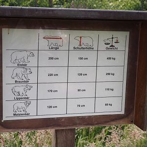 Bear species size comparison table, 2025-05-22