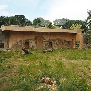 Indian sloth bear and European golden jackal holding building, 2025-05-22