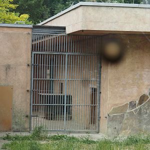 European golden jackal holding area, 2025-05-22