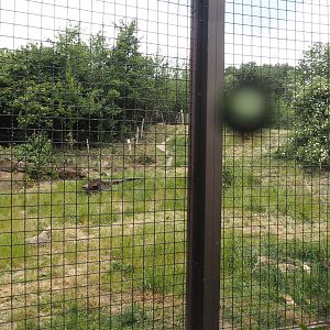 Indian sloth bear and European golden jackal exhibit, 2025-05-22