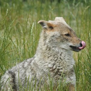 European golden jackal (Canis aureus moreotica), 2025-05-22