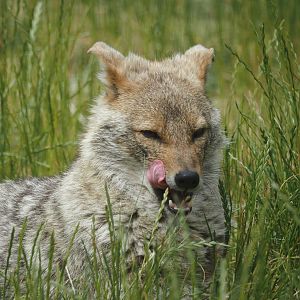 European golden jackal (Canis aureus moreotica), 2025-05-22
