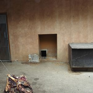 European golden jackal holding area with carcass feeding, 2025-05-22