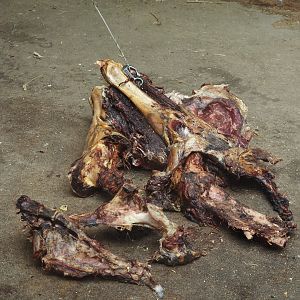 Carcass pieces being fed to the jackals, 2025-05-22