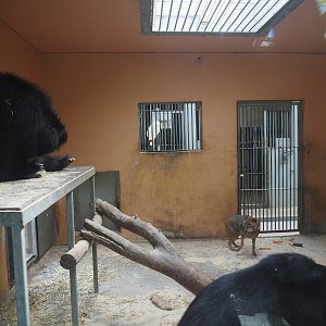 Indoor exhibit for Indian sloth bears, with bears and a European golden jackal, 2025-05-22