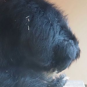 Indian sloth bear (Melursus ursinus ursinus), 2025-05-22