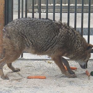European golden jackal (Canis aureus moreotica), 2025-05-22