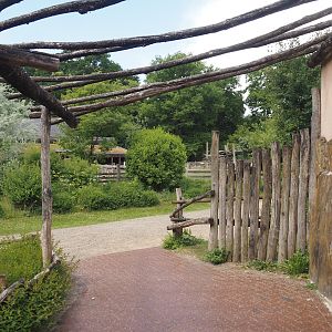 Walkway and Indian sloth bear and European golden jackal sloth bear exhibit viewing window, 2025-05-22