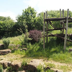 Indian sloth bear and European golden jackal exhibit, 2025-05-22