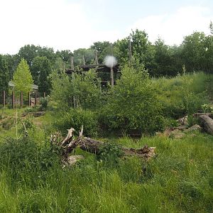 Indian sloth bear and European golden jackal exhibit, 2025-05-22