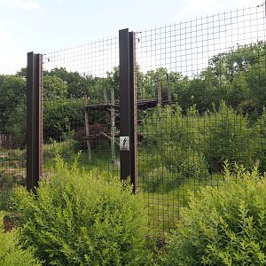 Indian sloth bear and European golden jackal exhibit, 2025-05-22