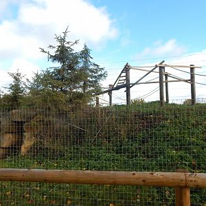 Ring-tailed lemur enclosure 021125