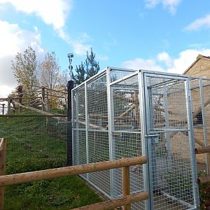 Ring-tailed lemur enclosure 021125