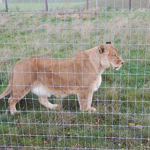 Lioness 021125