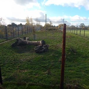 Lion enclosure 021125