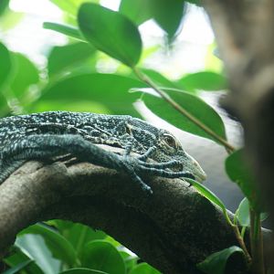 Blue Tree Monitor (Varanus macraei)