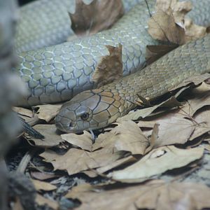 King Cobra (Ophiophagus hannah)