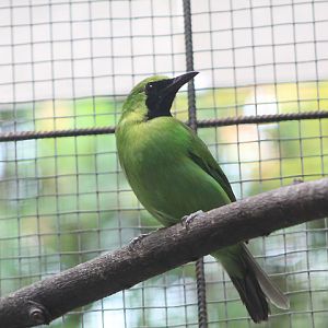 Greater green leafbird (Chloropsis sonnerati zosterops) - PCBA