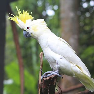 Sumbawa yellow-crested cockatoo (Cacatua sulphurea occidentalis) - PCBA