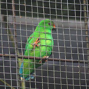 Sula hanging parrot (Loriculus sclateri sclateri) - PCBA