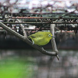 Javan white-eye (Zosterops flavus) - PCBA
