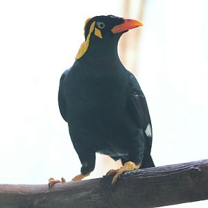 Tenggara hill myna (Gracula venerata) - PCBA