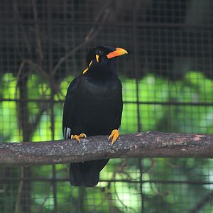 Enggano hill myna (Gracula enganensis) - PCBA