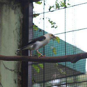 Grey-backed myna (Acridotheres melanopterus tricolor) - PCBA