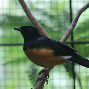 Kangean shama (Copsychus nigricauda) - PCBA