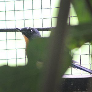 Mangrove blue flycatcher (Cyornis rufigastra) - PCBA