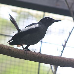Banggi magpie-robin (Copsychus saularis adamsi) - PCBA
