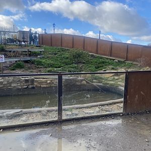 Asian small-clawed otter enclosure 021125