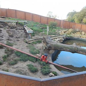 Asian small-clawed otter enclosure 021125