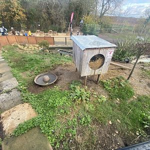 Asian small-clawed otter enclosure 021125