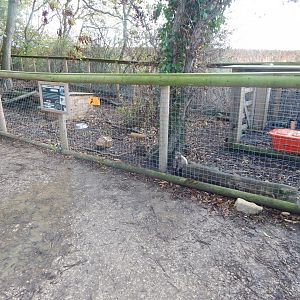 Striped skunk enclosure 021125