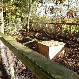 Striped skunk enclosure 021125