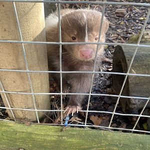 Striped skunk 021125