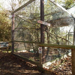 Spectacled owl aviary 021125