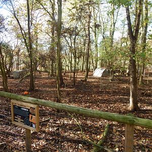 Patagonian mara enclosure 021125