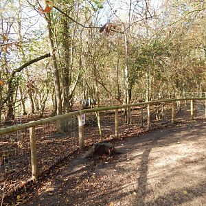 Mixed Wallaby enclosure (Red-necked and Parma) 021125