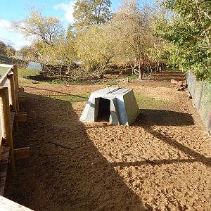 Capybara enclosure 021125