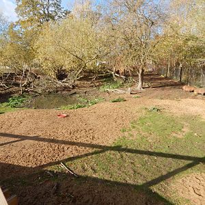 Capybara enclosure 021125