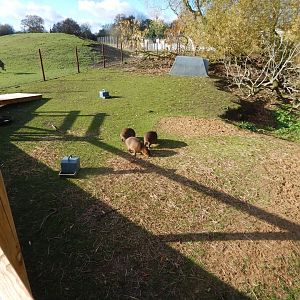 Capybara enclosure 021125