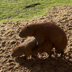 Capybaras 021125