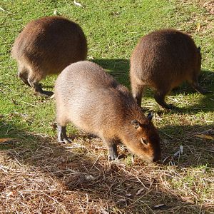 Young Capybaras 021125