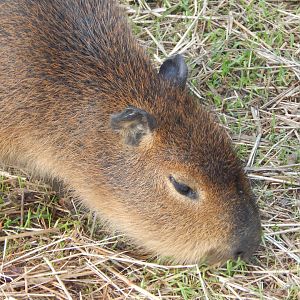 Young Capybara 021125