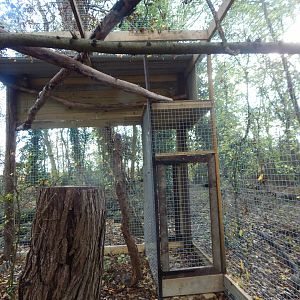 Chaco owl aviary 021125